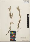 Foto von Salix iliensis Regel